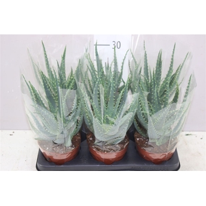 Aloe Arborescens