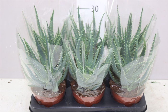 <h4>Aloe Arborescens</h4>
