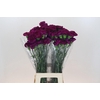 Dianthus St Yukari Violet