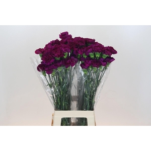 Dianthus St Yukari Violet