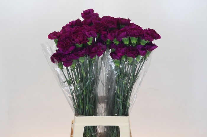 Dianthus St Yukari Violet