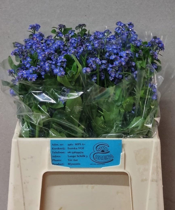 <h4>MYOS AL BLUE MEMORY</h4>