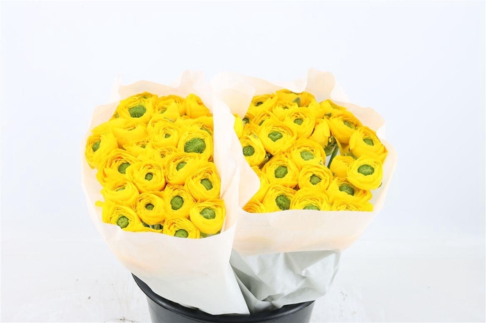 <h4>Ran Cloni Ex Omega</h4>