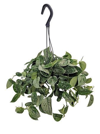 <h4>Scindapsus Silvery Ann Hangpot *</h4>