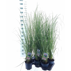 Cortaderia selloana