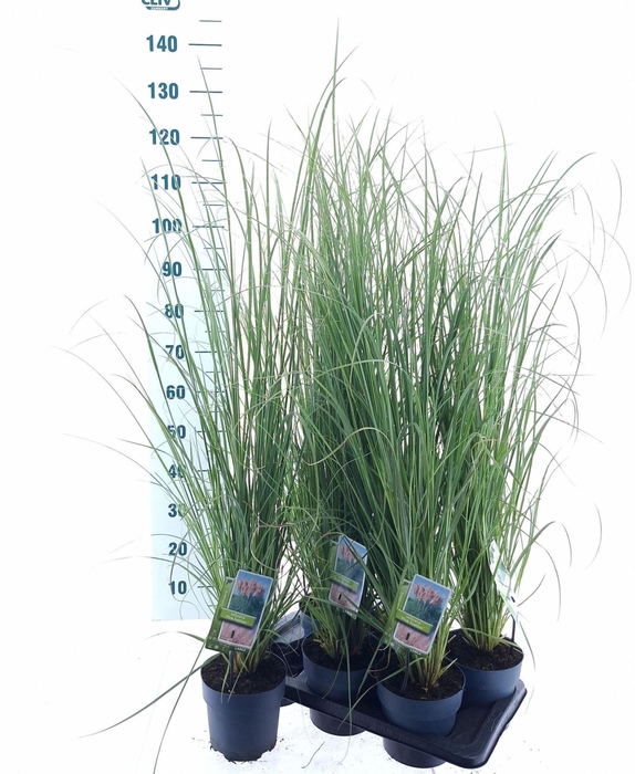 <h4>Cortaderia selloana</h4>