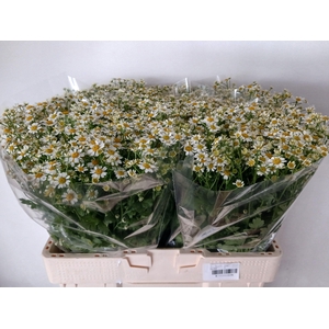 TANA PA CAMERON