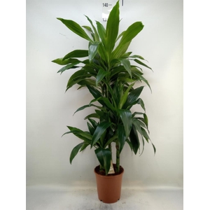 Dracaena frag. 'Janet Craig'
