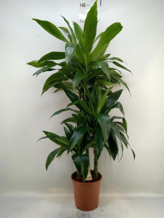 <h4>Dracaena frag. 'Janet Craig'</h4>