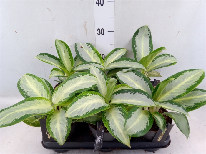 <h4>Aglaonema  'Silver Blue'</h4>