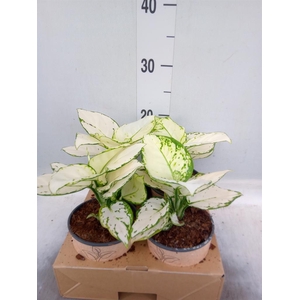 Aglaonema   ...