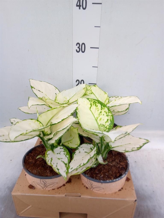 <h4>Aglaonema ...</h4>