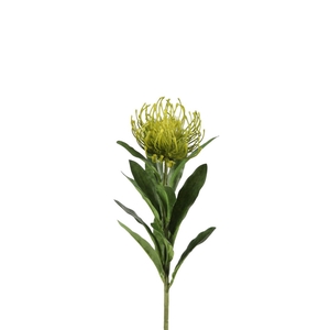 Leucospermum 66cm