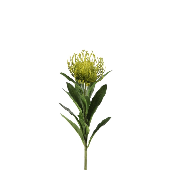 <h4>Leucospermum 66cm</h4>