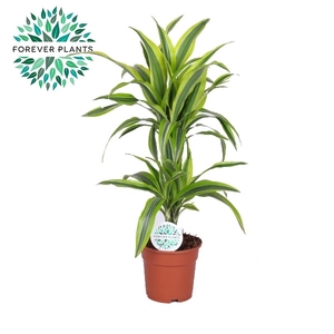 Dracaena Lemon Lime p17, 30+10