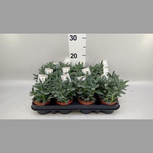 Crassula  'Tarantula'