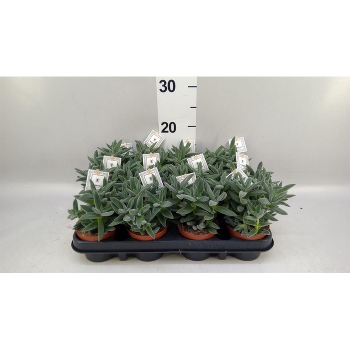<h4>Crassula  'Tarantula'</h4>