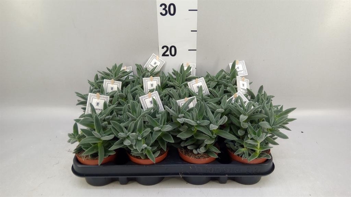 <h4>Crassula  'Tarantula'</h4>