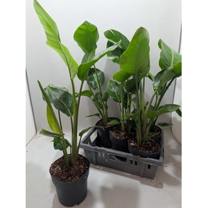 STRELITZIA NICOLAI