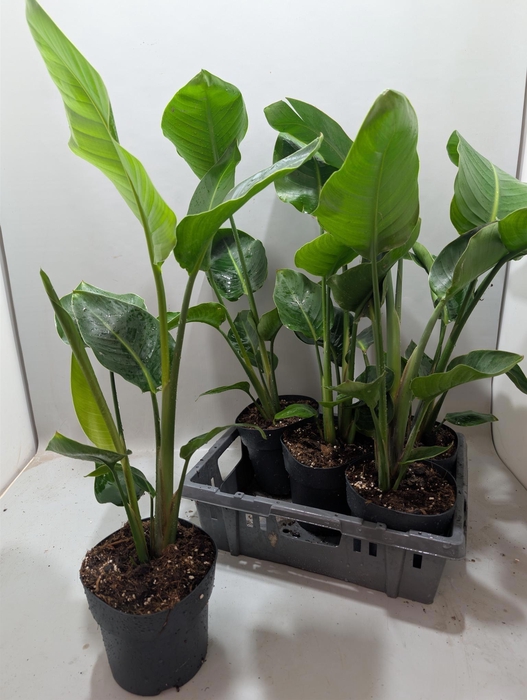 <h4>STRELITZIA NICOLAI</h4>