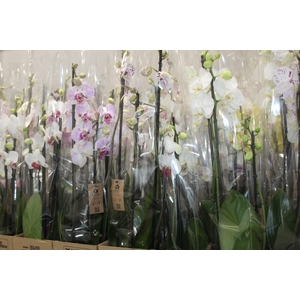 PHALAENOPSIS P12 3 HT