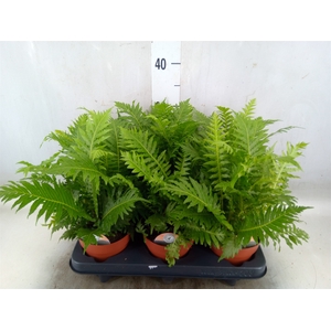 Blechnum gibbum 'Silver Lady'