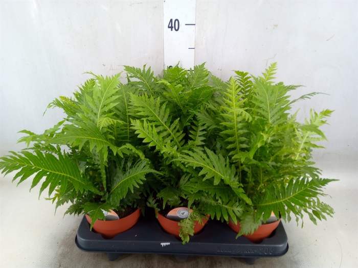 <h4>Blechnum gibbum 'Silver Lady'</h4>