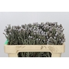 Kaaps Groen Silver Brunia
