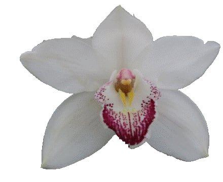 <h4>CYMB T ANOUK</h4>