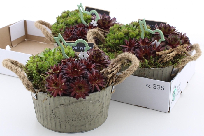 <h4>ARR SEMPERVIVUM</h4>