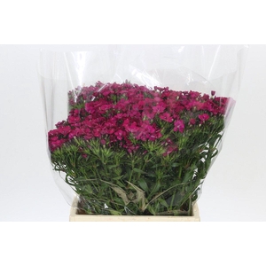 Dianthus Br Amazon Neon Cherry