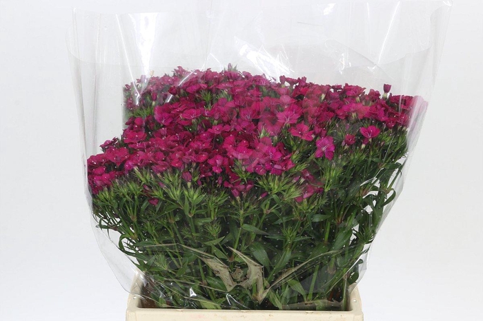 <h4>Dianthus Br Amazon Neon Cherry</h4>