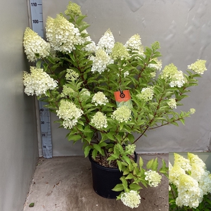 HYDR PANICULATA