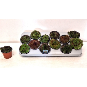 Sempervivum gemengd