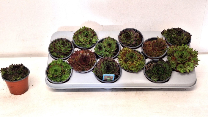 <h4>Sempervivum gemengd</h4>