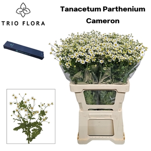 TANA PA CAMERON Box M 40