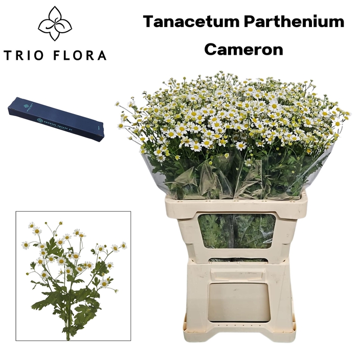 TANA PA CAMERON Box M 40