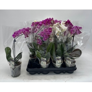 PHAL GEM