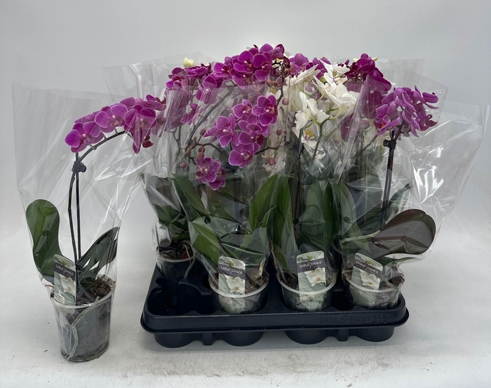 <h4>PHAL GEM</h4>