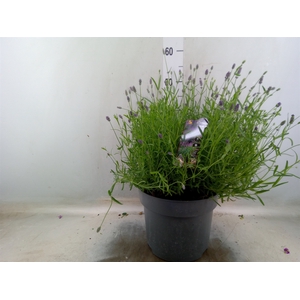 Lavandula angus. 'Essence Pure'