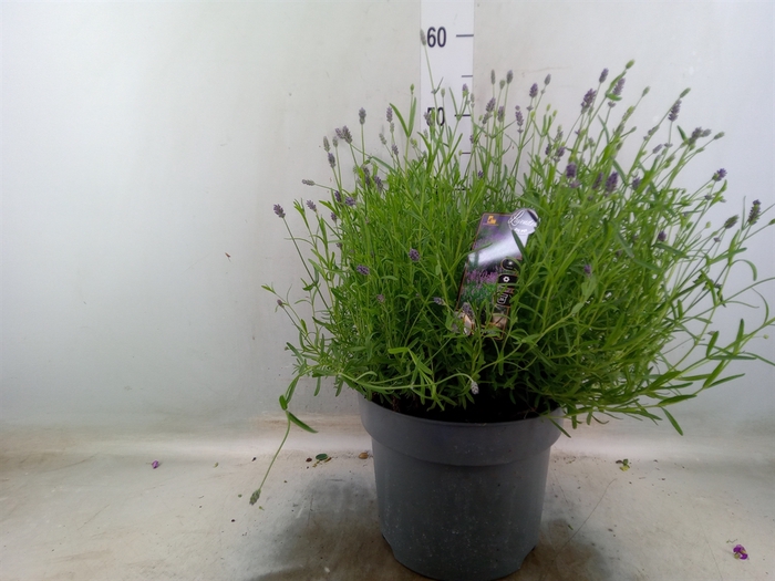<h4>Lavandula angus. 'Essence Pure'</h4>
