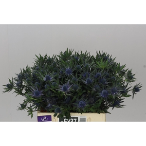 Eryngium Orion