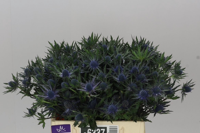 <h4>Eryngium Orion</h4>