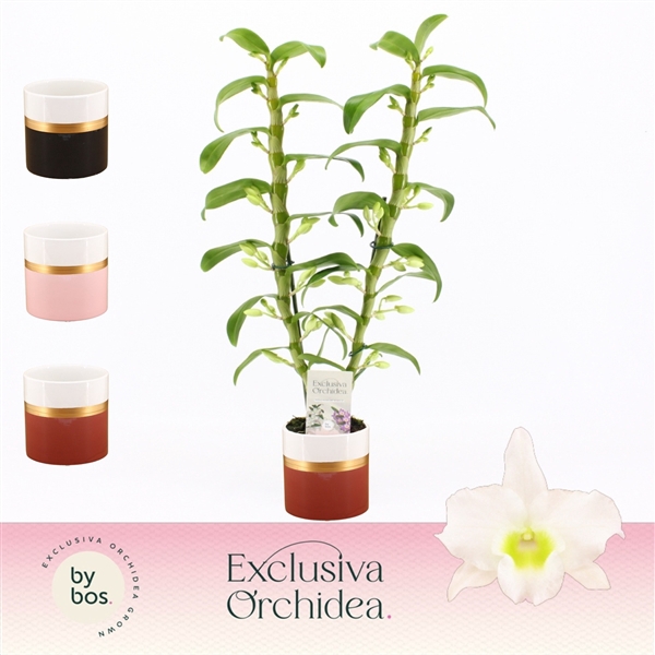 <h4>Dendrobium Nobilé, Apollon 2-spike in Dolomite Horizon 'Exclusiva Orchidea'</h4>