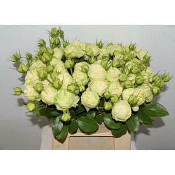 <h4>R TR WEDDING PIANO</h4>