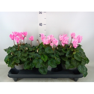 Cyclamen GR 'XL'