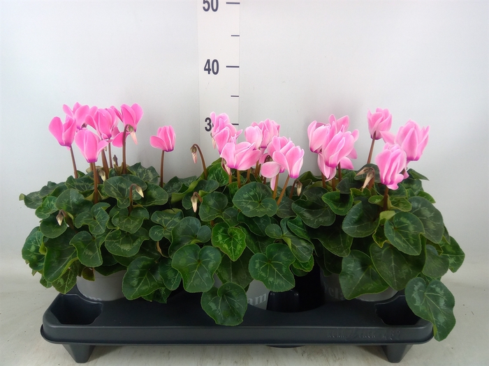 <h4>Cyclamen GR 'XL'</h4>