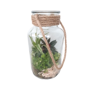 Arr.   Kamerplant Groen L%