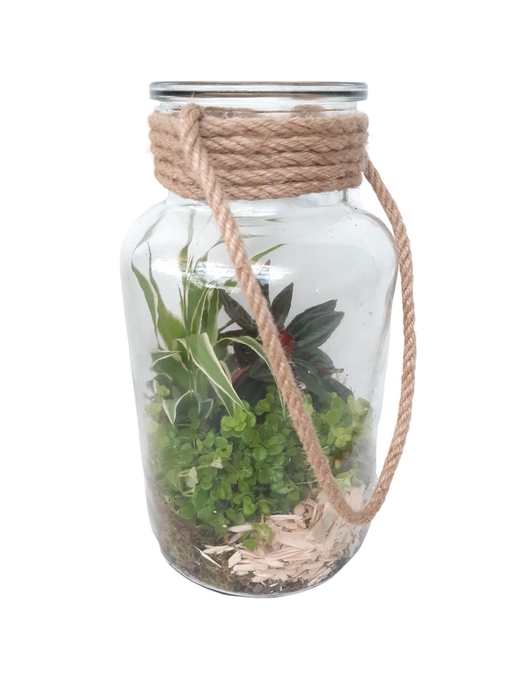 <h4>Arr.   Kamerplant Groen L%</h4>