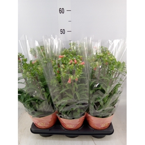 Kalanchoe HG 'Lucky Bells'
